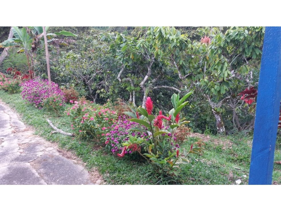 VENTA FINCA PRODUCTORA 12 HECTAREAS SAN ROQUE ANTIOQUIA - 2