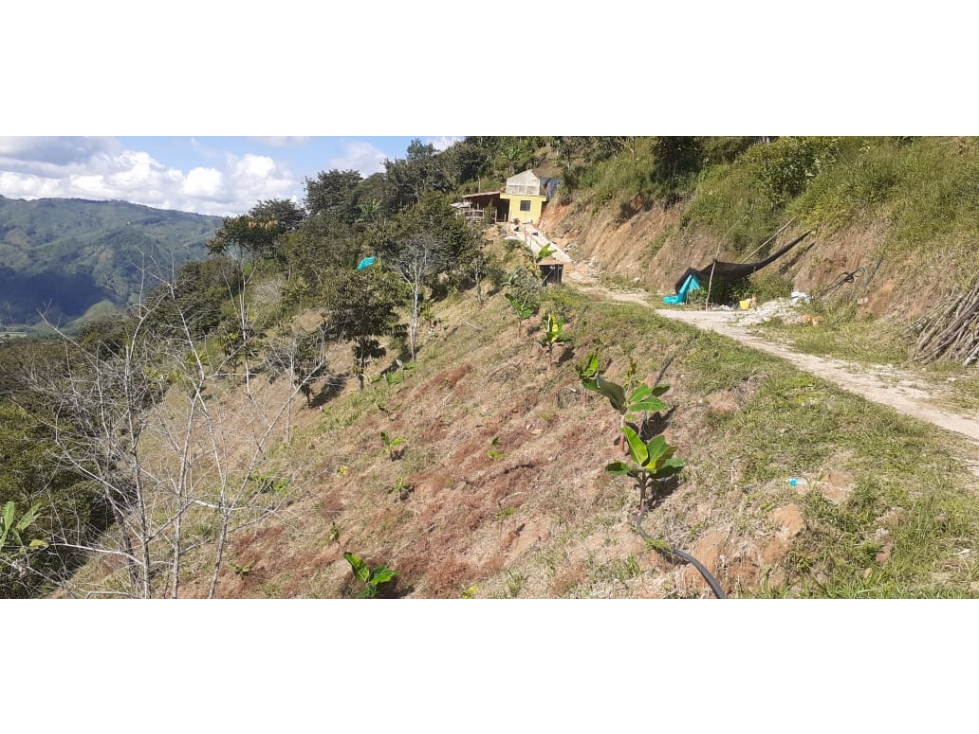 FINCA PRODUCTORA 7 HECTAREAS SAN ROQUE ANTIOQUIA - 4