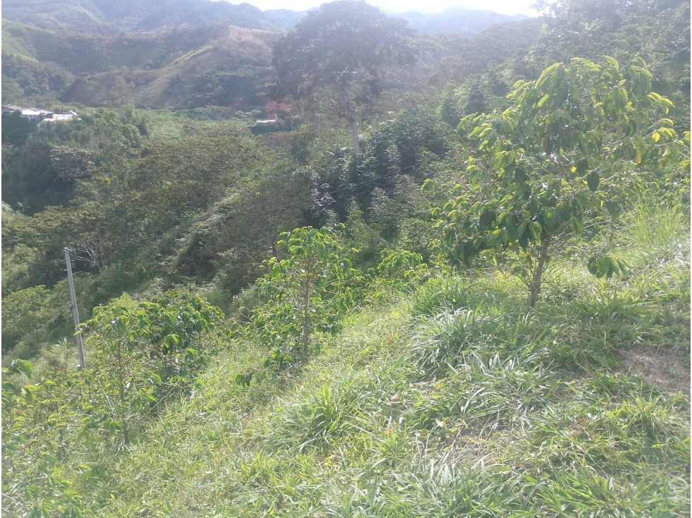VENTA FINCA AUTOSOSTENIBLE 2.77 HECTAREAS SAN ROQUE ANTIOQUIA - 5