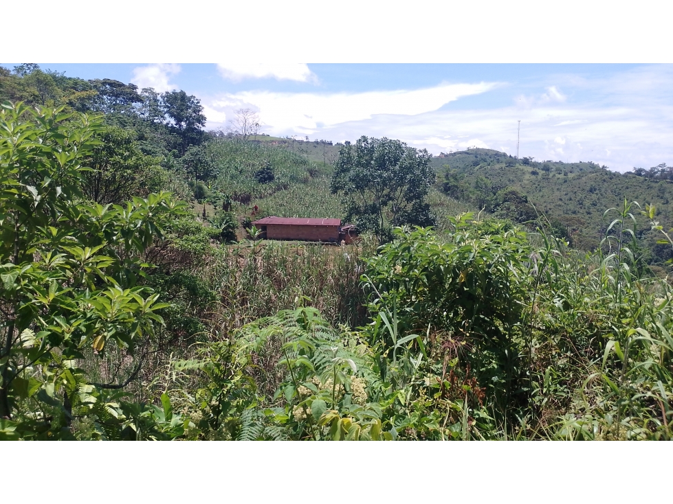VENTA FINCA 7 HECTAREAS SAN ROQUE ANTIOQUIA - 1