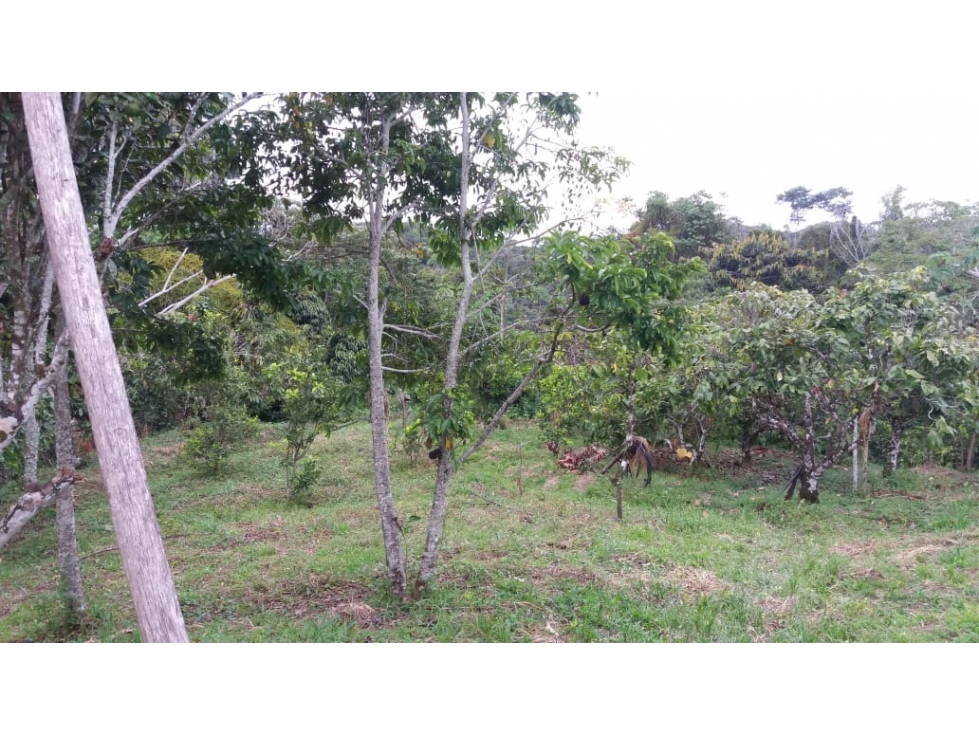 VENTA FINCA PRODUCTORA 12 HECTAREAS SAN ROQUE ANTIOQUIA - 3