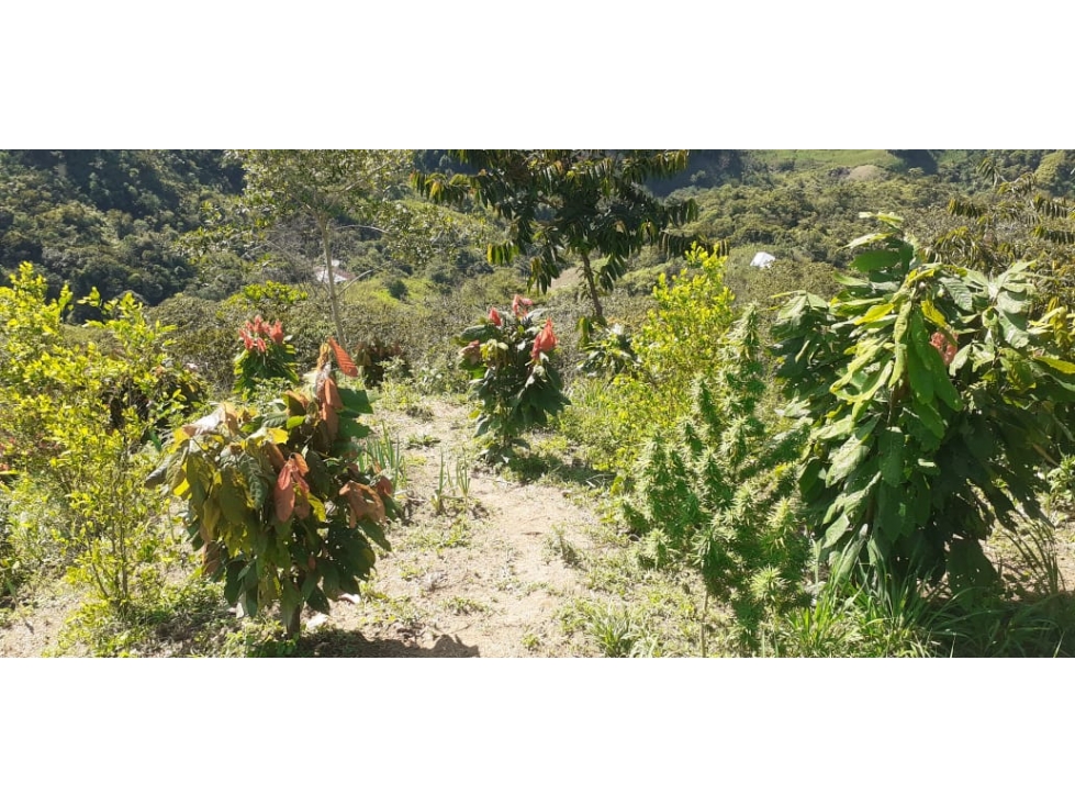 FINCA PRODUCTORA 7 HECTAREAS SAN ROQUE ANTIOQUIA - 5