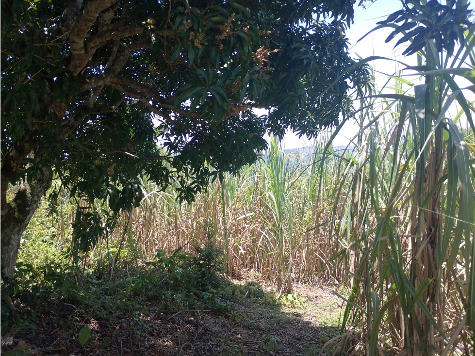 VENTA FINCA 7 HECTAREAS SAN ROQUE ANTIOQUIA - 5