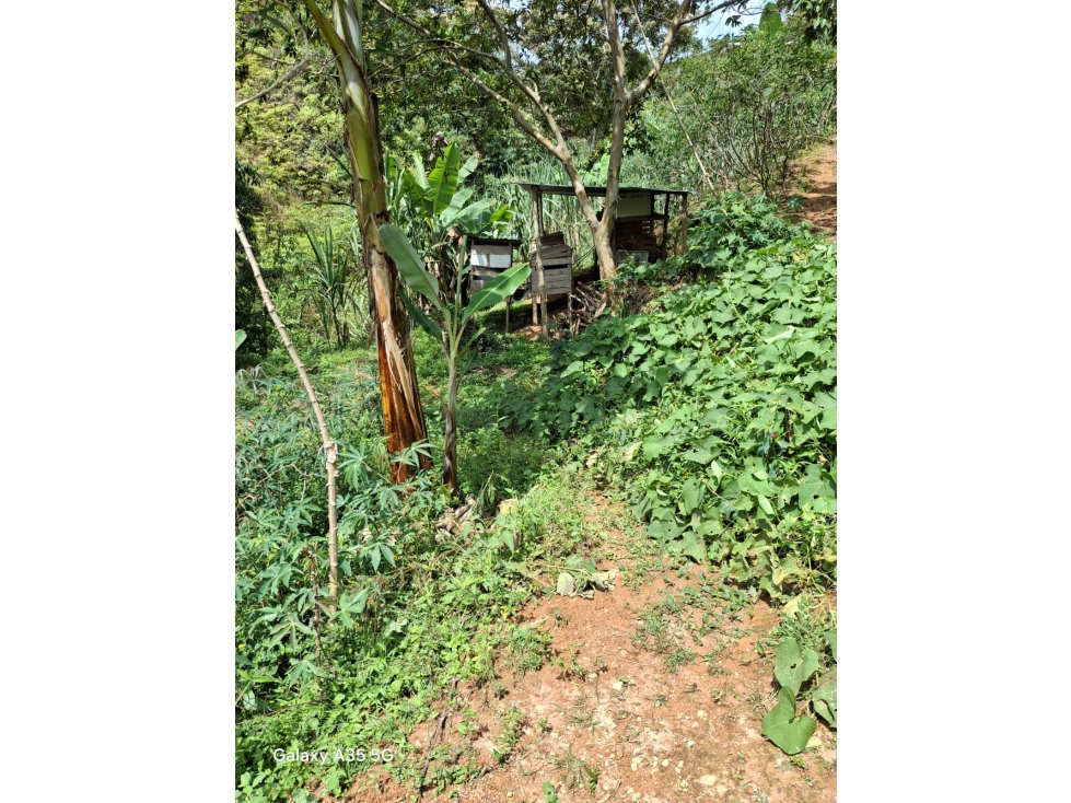VENTA LOTE CON VIVENDA EN SAN ROQUE ANTIOQUIA - 3