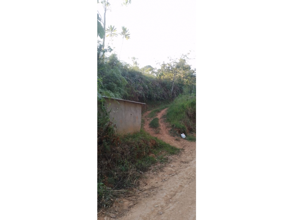 VENTA FINCA 8.3 HECTAREAS SAN ROQUE ANTIOQUIA - 3