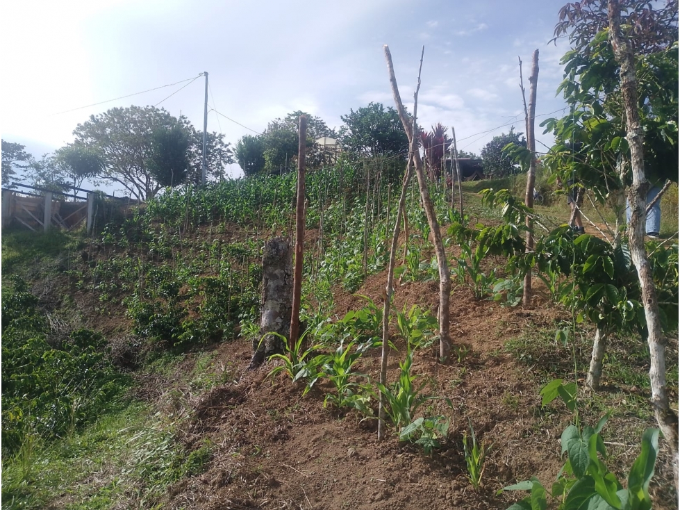VENTA FINCA AUTOSOSTENIBLE 2.77 HECTAREAS SAN ROQUE ANTIOQUIA - 6