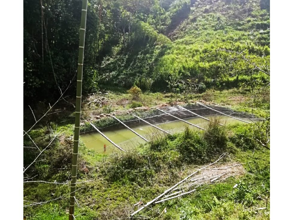 VENTA DE FINCA PRODUCTORA 15 HECTÁREAS EN SAN ROQUE ANTIOQUIA - 2