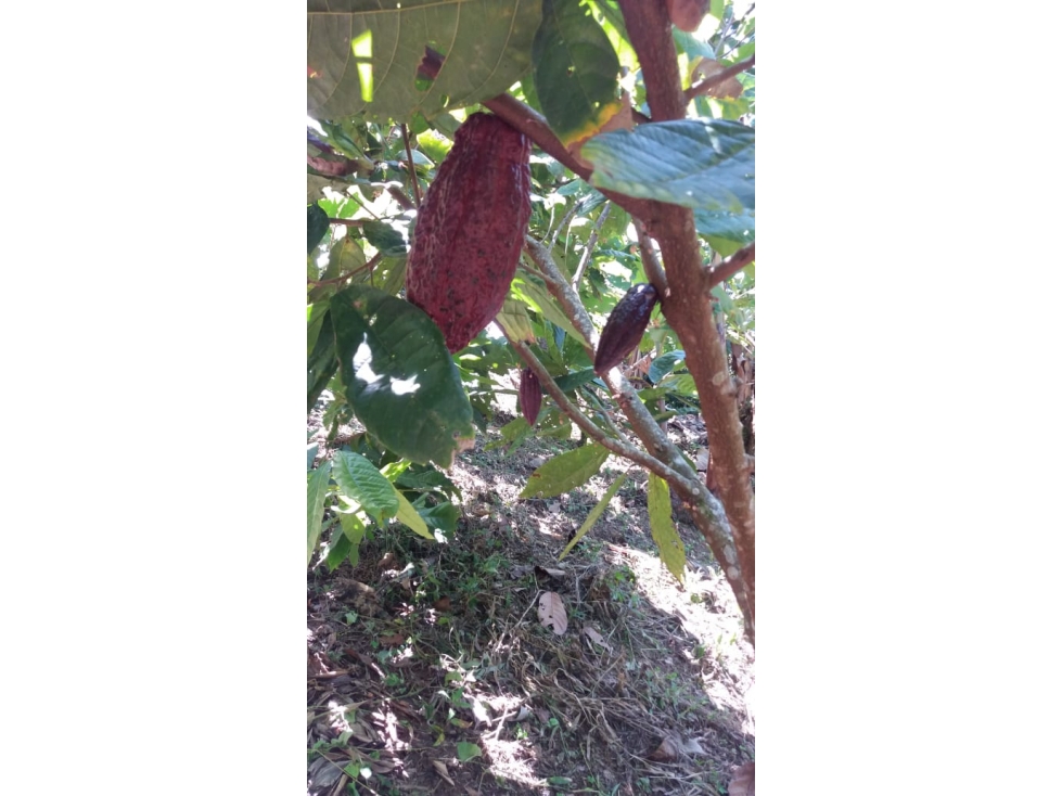 VENTA FINCA PRODUCTORA 12 HECTAREAS SAN ROQUE ANTIOQUIA - 4