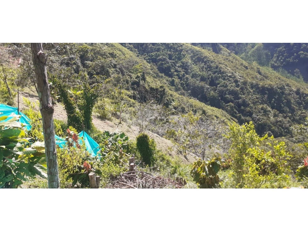 FINCA PRODUCTORA 7 HECTAREAS SAN ROQUE ANTIOQUIA - 6
