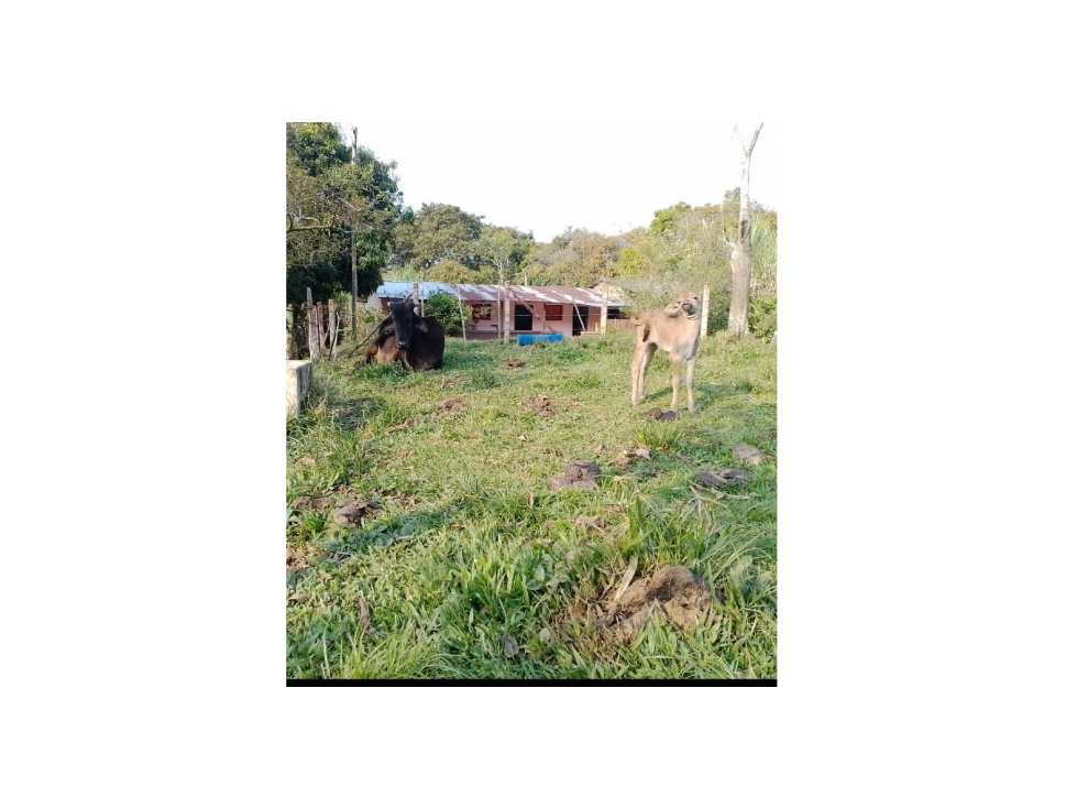 VENTA FINCA 8.3 HECTAREAS SAN ROQUE ANTIOQUIA - 5
