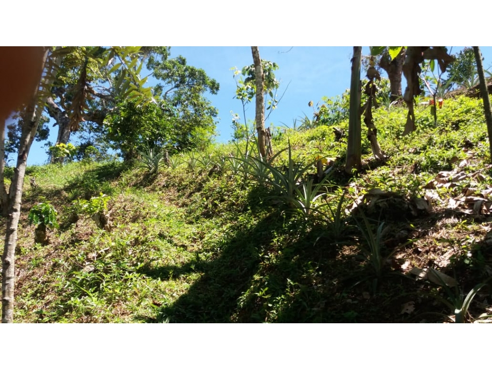 VENTA FINCA PRODUCTORA 12 HECTAREAS SAN ROQUE ANTIOQUIA - 5