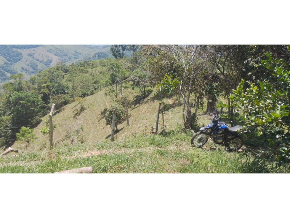 VENTA FINCA 8.3 HECTAREAS SAN ROQUE ANTIOQUIA - 1