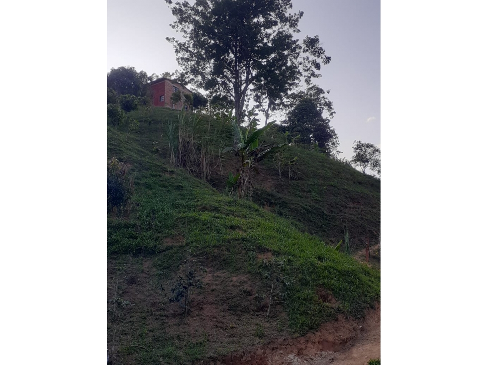 VENTA FINCA 10 HECTAREAS SAN ROQUE ANTIOQUIA - 5