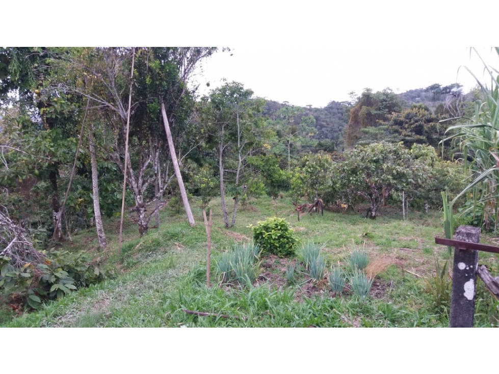 VENTA FINCA PRODUCTORA 12 HECTAREAS SAN ROQUE ANTIOQUIA - 6