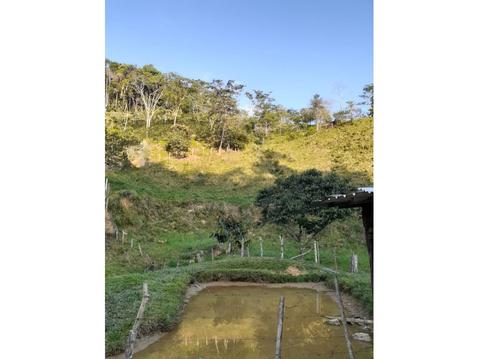 VENTA FINCA 10 HECTAREAS SAN ROQUE ANTIOQUIA - 6