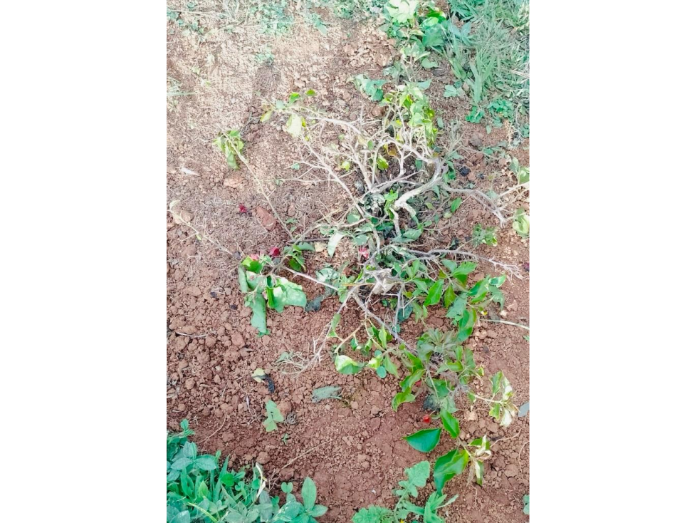 EN VENTA HERMOSO LOTE DE TERRENO EN EL CORREGIMIENTO EL CARMEN - 4