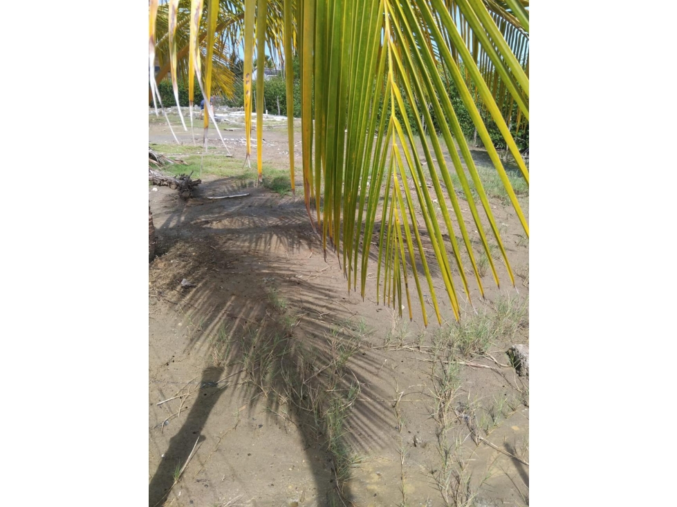 SE VENDE LOTE EN EL MUNICIPIO DE MOÑITOS CORDOBA - 4
