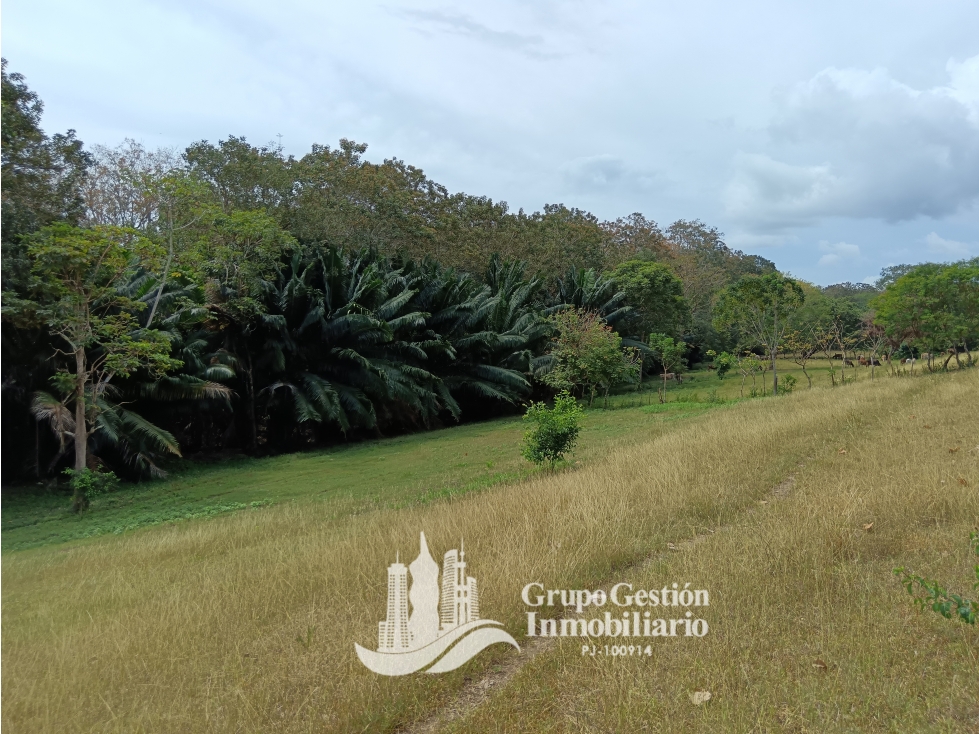 Venta finca 30 hectareas Palmar Puerto Armuelles - 2