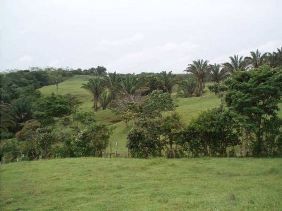 VENTA LOTE CHORRERA EL ESPINO 52 HECTAREAS CV — foto 6