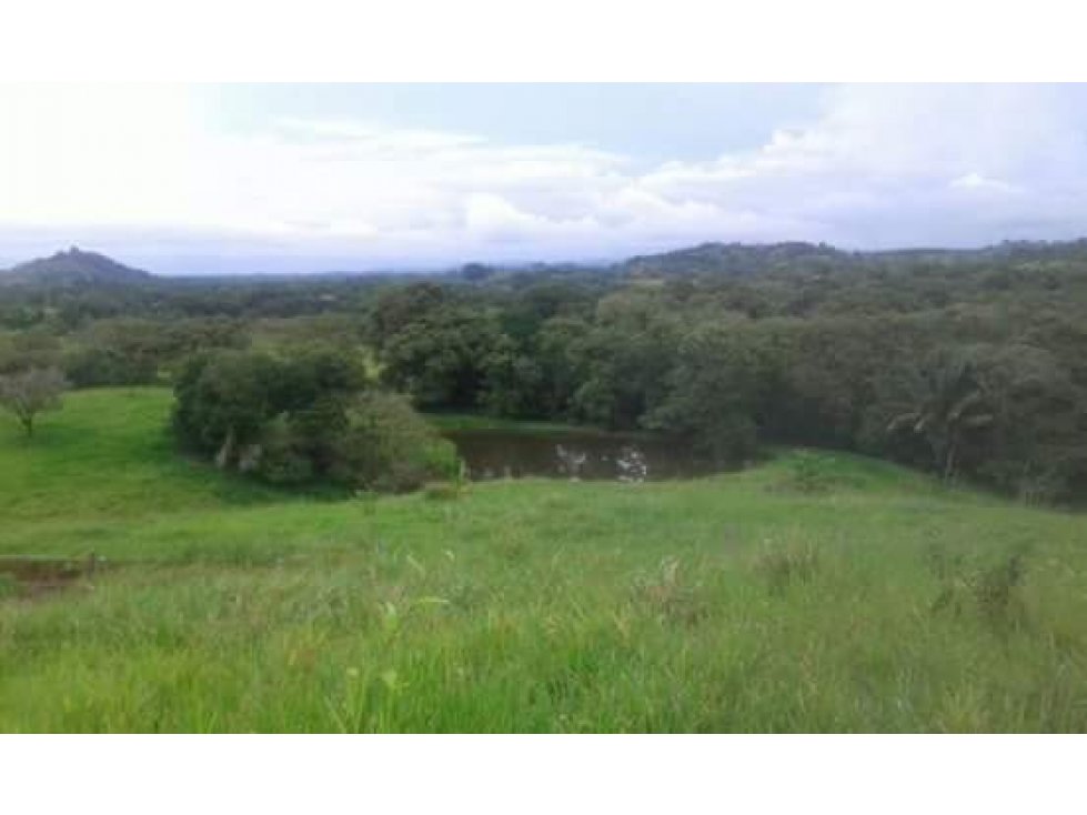 FINCA CON NEGOCIO RENTABLE 111 HECTARIAS CERCA DE SANTIAGO - 4