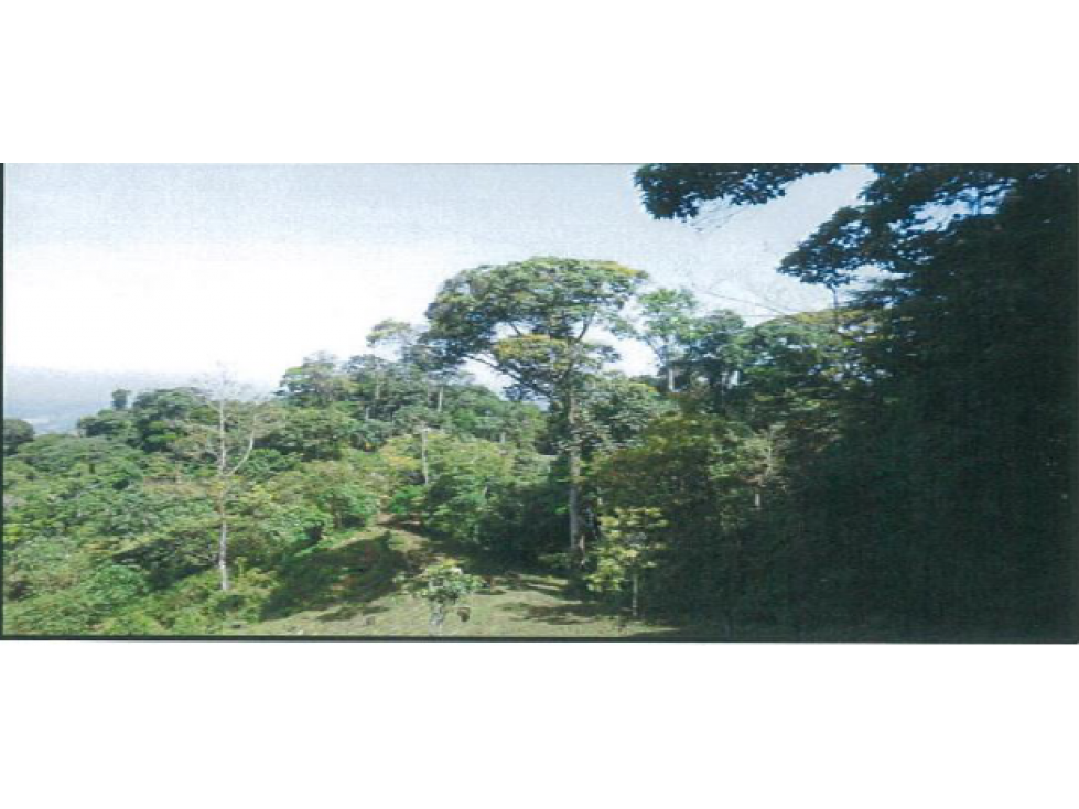 TERRENO DE 79.3 HAS CON QUEBRADA EN CHANGUINOLA, BOCAS DEL TORO - 2