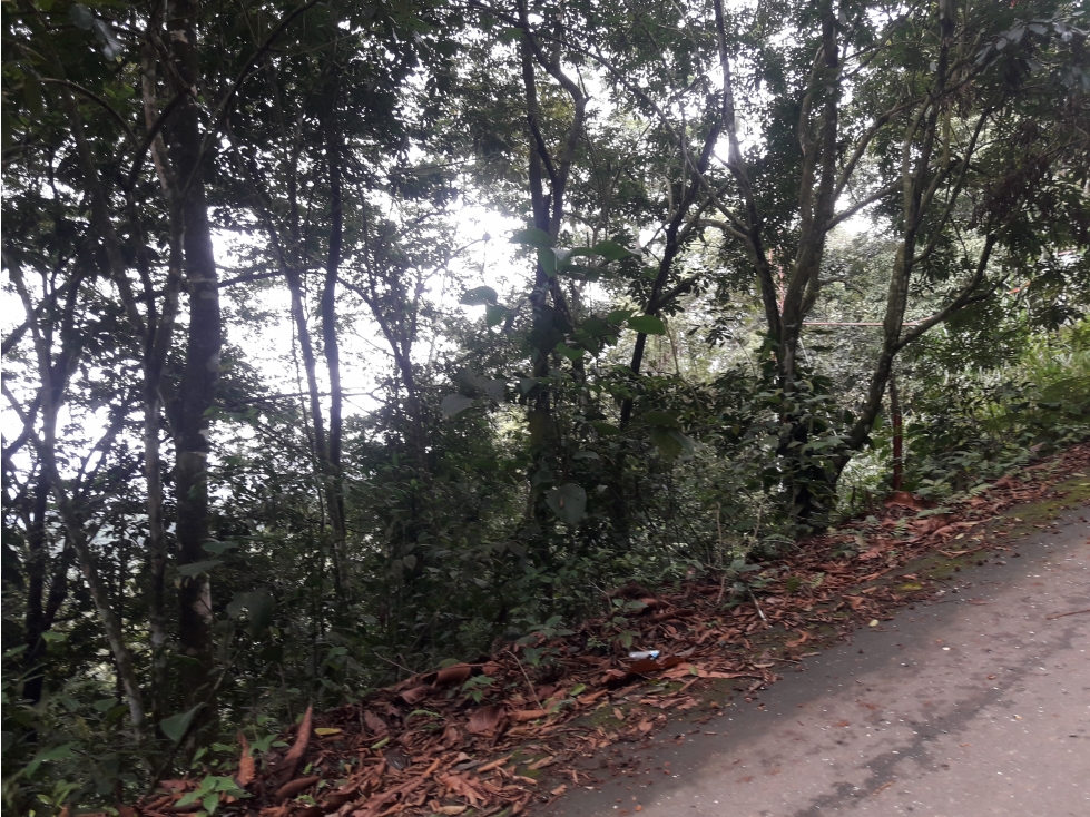 TERRENO 3 HECTAREAS EN MONTE FRESCO, CERRO AZUL PRECIO NEGOCIABLE - 1