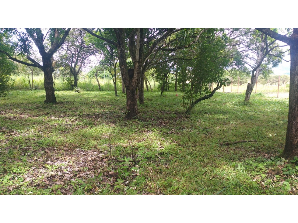 TERRENO CON ARBOLES FRUTALES EN RIO GRANDE PENONOME - 1