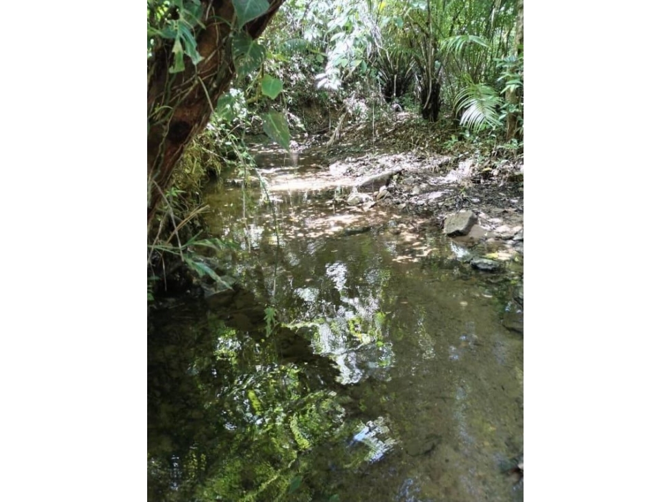 VENTA DE 11 HECTARIAS DE TERRENO EN VERAGUAS - 4
