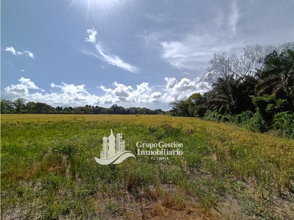 VENDO 19.7 Hectareas en Berba, cerca de Puerto Armuelles - 3