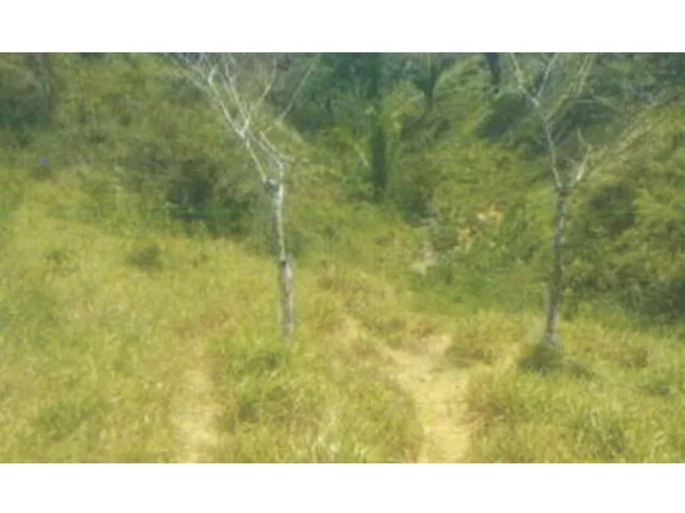 VENTA DE TERRENO - FINCA EN LOS POZOS - LA PITAZOLA - HERRERA - 2
