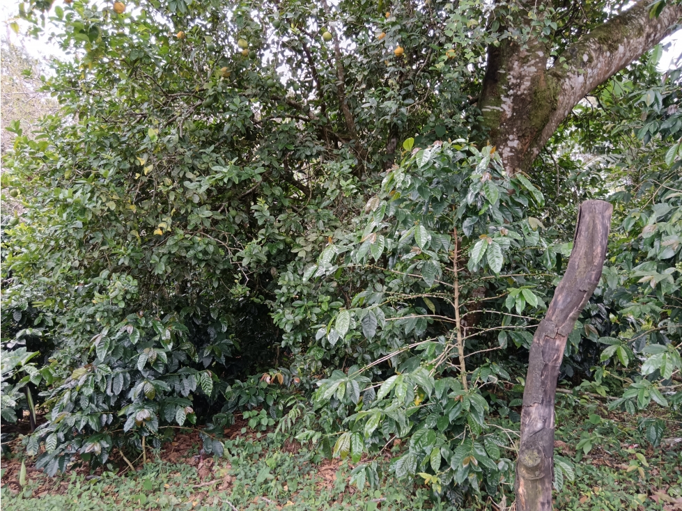Vendo Lote en Palmira distrito de Boquete #4 — foto 4