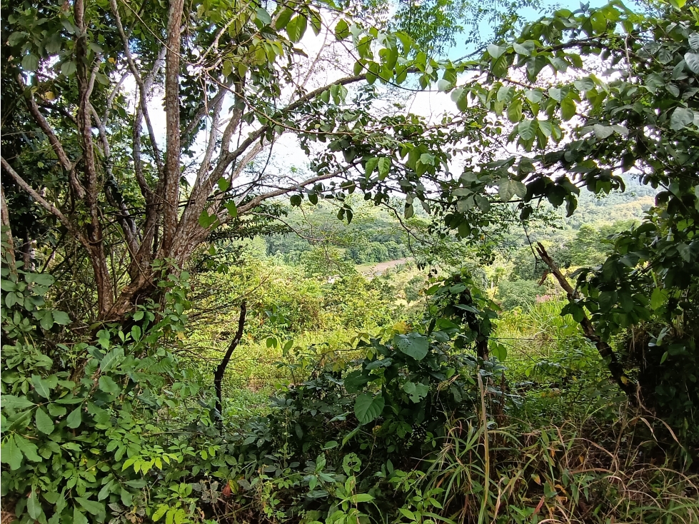 Vendo hermosa Finca a precio de Remate en Puerto Armuelles - 3