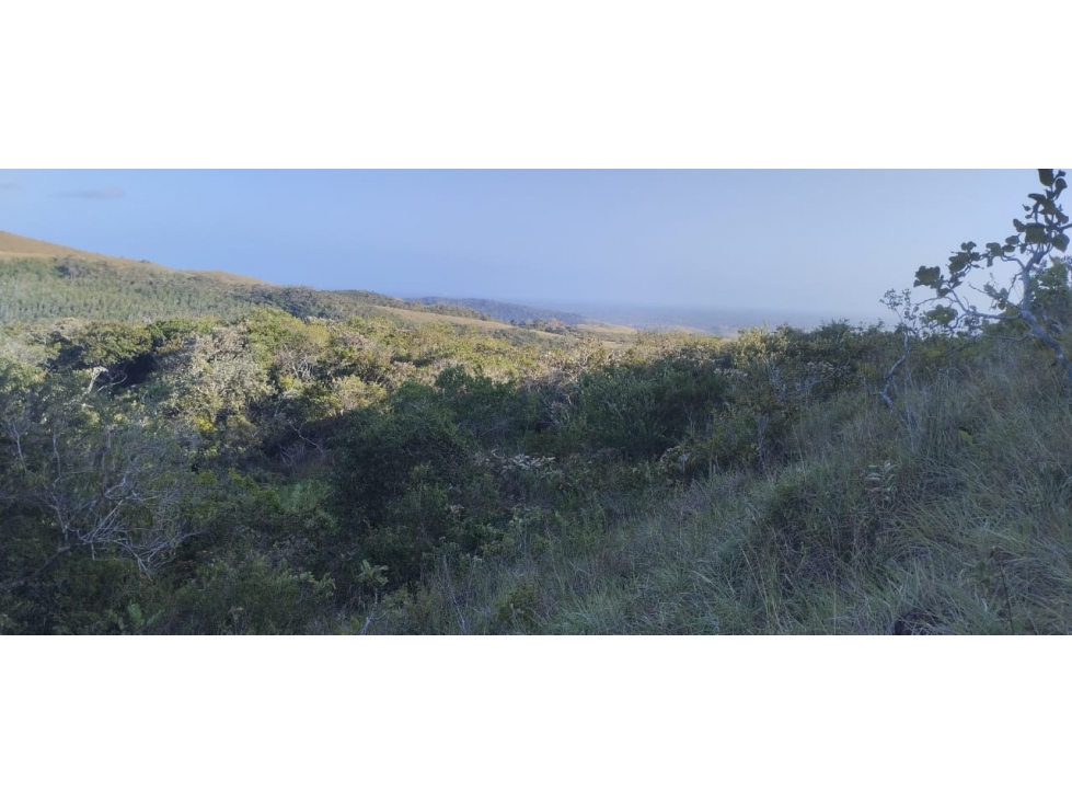 VENTA FINCA PENONOME 24,303 m2 FRENTE A CALLE PRINCIPAL MLD — foto 3
