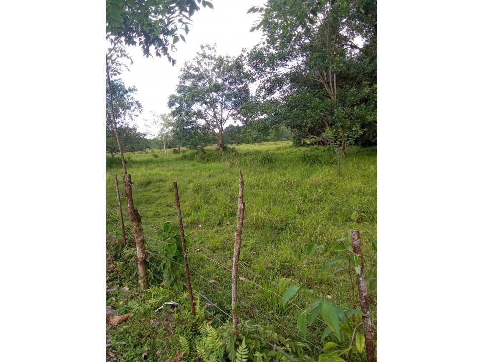 Vendo Finca a orilla de carretera principal Chiriqui Grande - 6