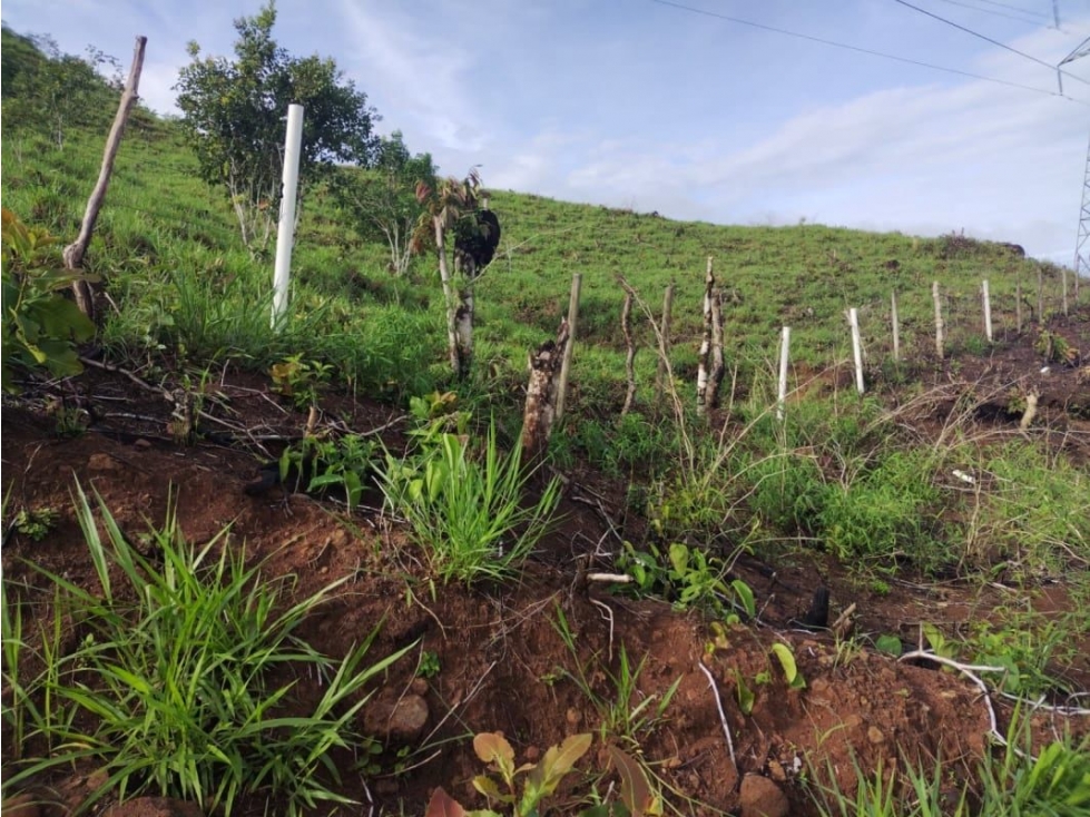 VENTA DE TERRENO EN VERAGUAS PARA GANADERIA - 6