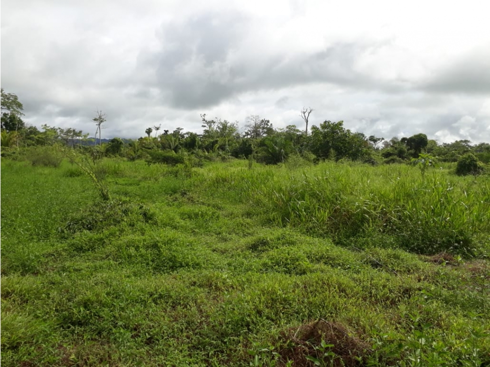 VENDO 2,500 HECTAREAS EN YAVIZA, TIERRA PRODUCTIVA Y ACCESIBLE - 3