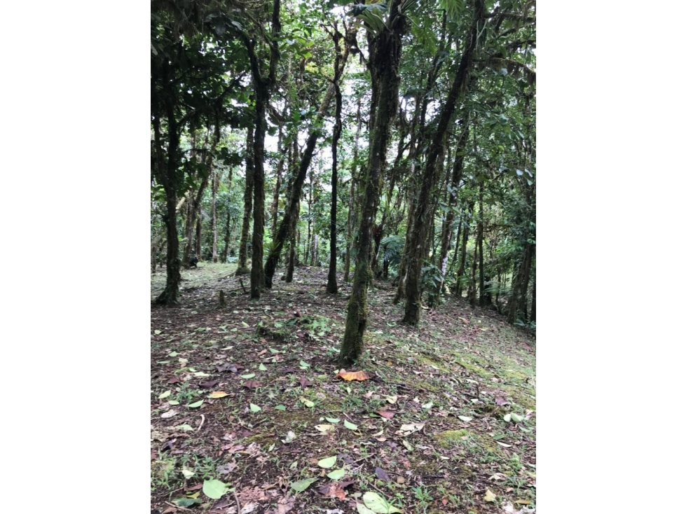 SE VENDE TERRENO EN ALTOS DEL MARIA EN BOSQUE NUBOSO 3068.16 m2 - 2