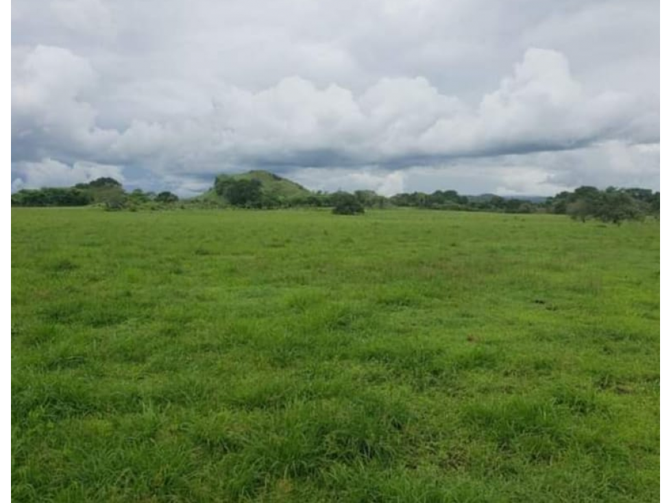 VENDO 1110 HECTAREAS EN VERAGUAS, OPORTUNIDAD ÚNICA - 5
