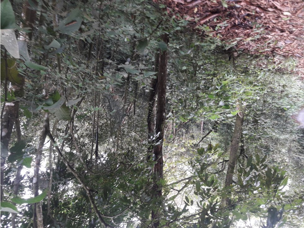 TERRENO 3 HECTAREAS EN MONTE FRESCO, CERRO AZUL PRECIO NEGOCIABLE - 2