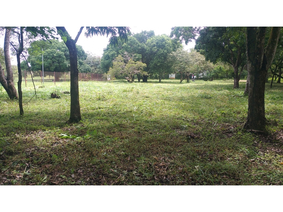 TERRENO CON ARBOLES FRUTALES EN RIO GRANDE PENONOME - 2