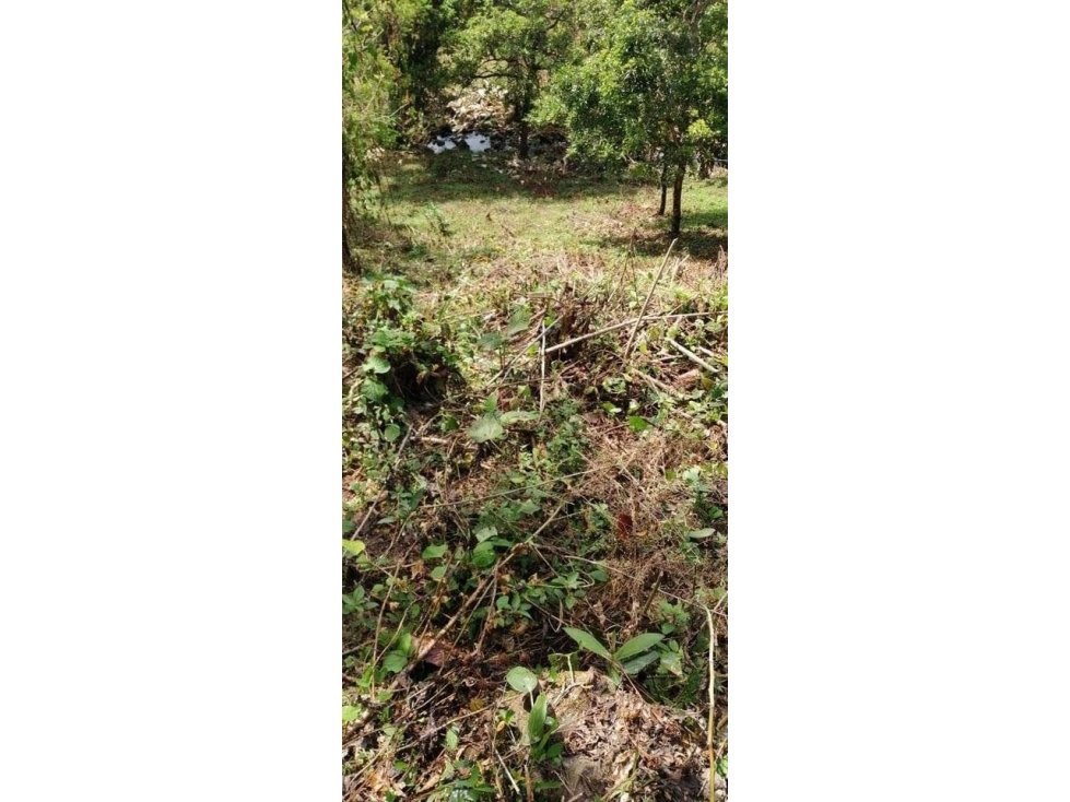 VENDO CUATRO HECTAREAS CON AGUA VIVA EN BOQUERON - 2