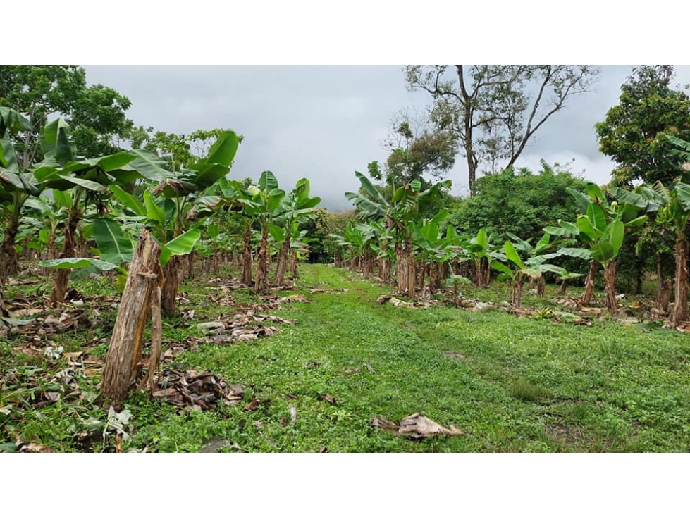 VENDO TERRENO 6220 M2 EN PRODUCCION BOQUERON - 2
