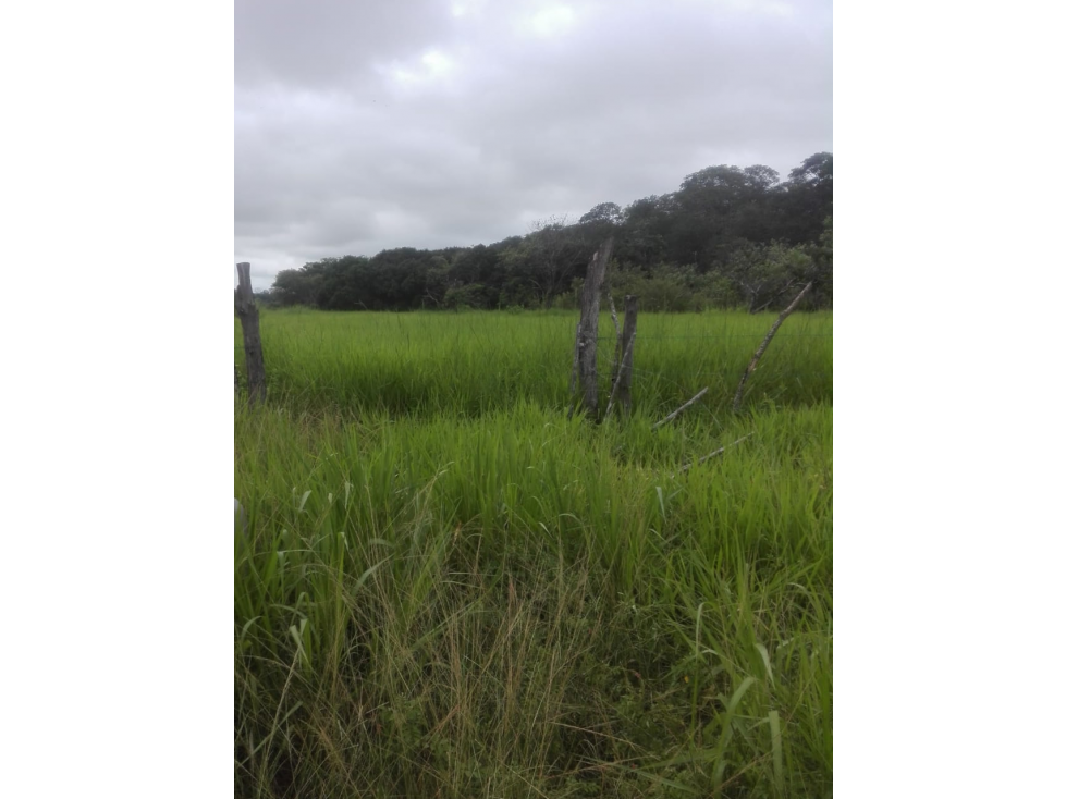 VENDO 2,500 HECTAREAS EN DARIEN - 2