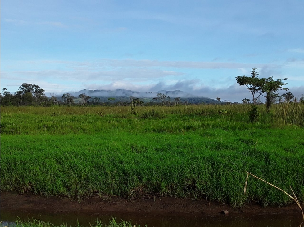 VENDO 2,500 HECTAREAS EN YAVIZA, TIERRA PRODUCTIVA Y ACCESIBLE - 4