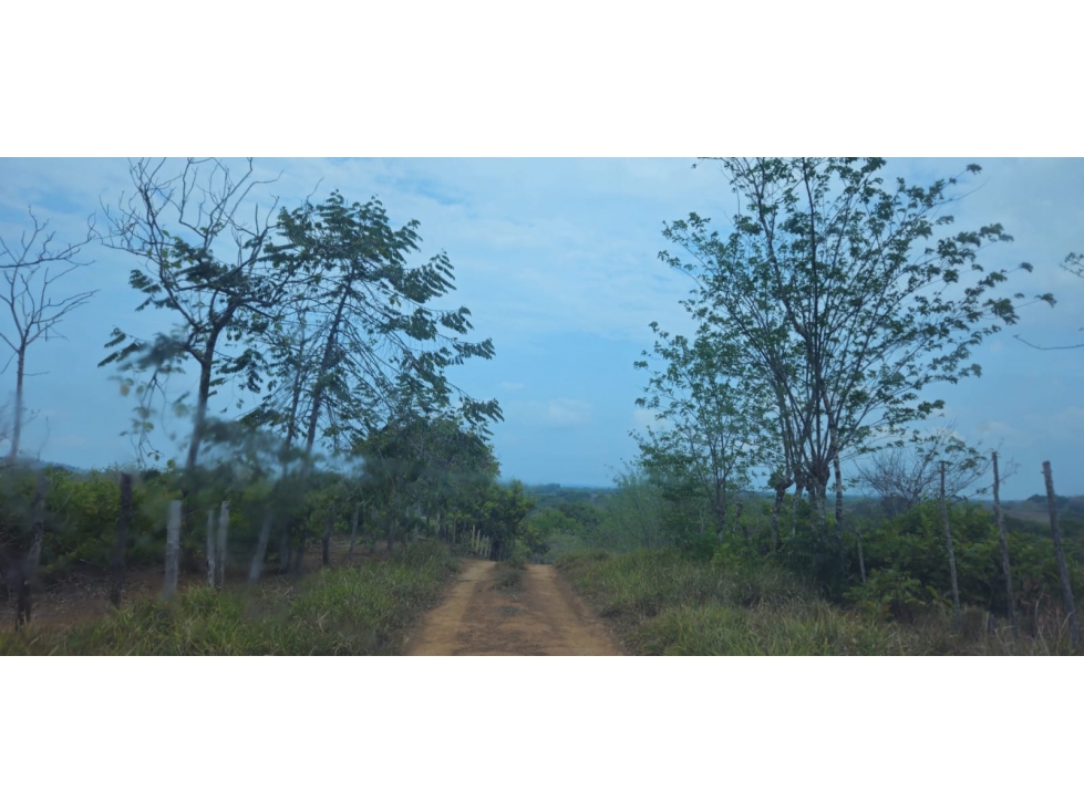 VENDO FINCA DE 65 HAS CHIRIQUI - 2