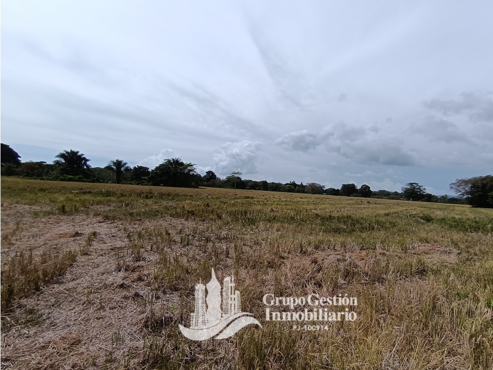 Venta finca 30 hectareas Palmar Puerto Armuelles - 6