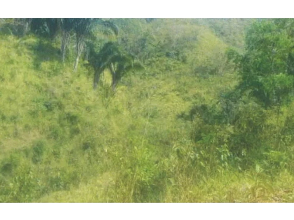 VENTA DE TERRENO - FINCA EN LOS POZOS - LA PITAZOLA - HERRERA - 1