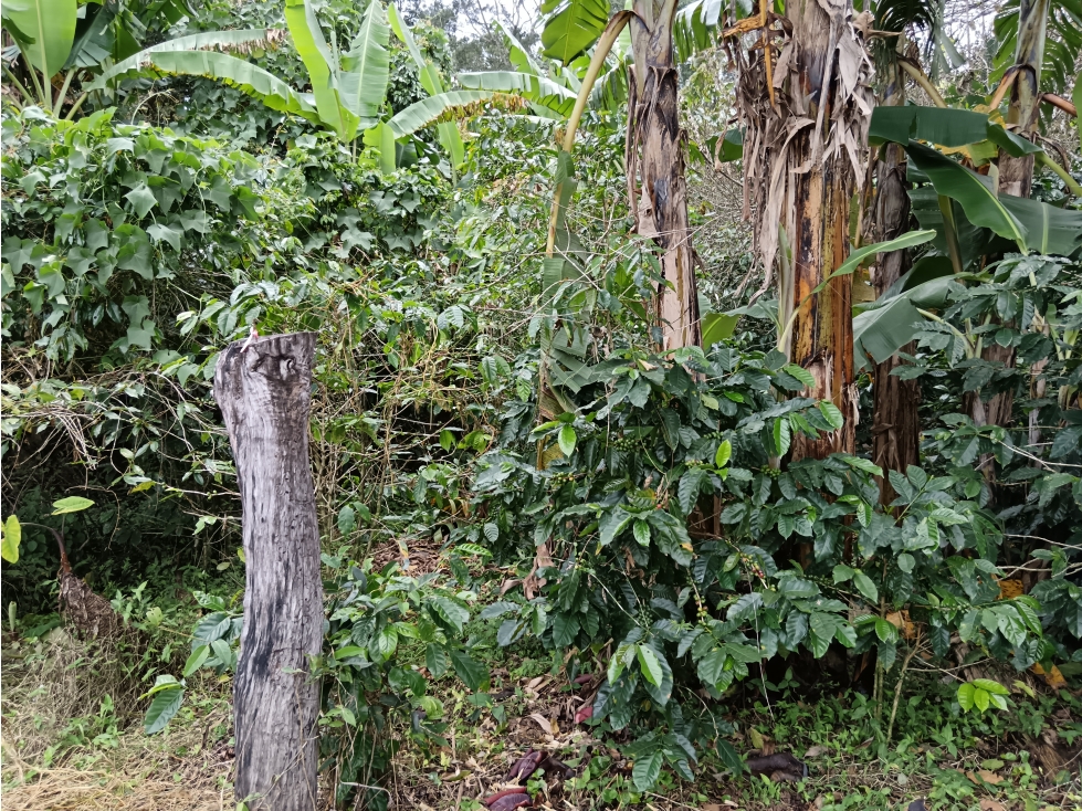Vendo Lote en Palmira distrito de Boquete #4 — foto 2