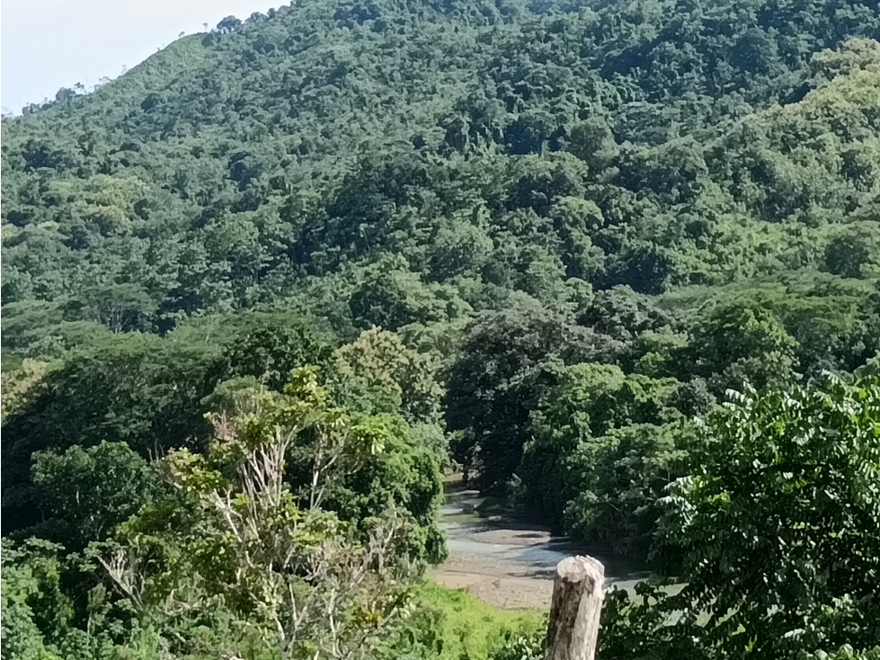 Vendo hermosa Finca a precio de Remate en Puerto Armuelles - 2