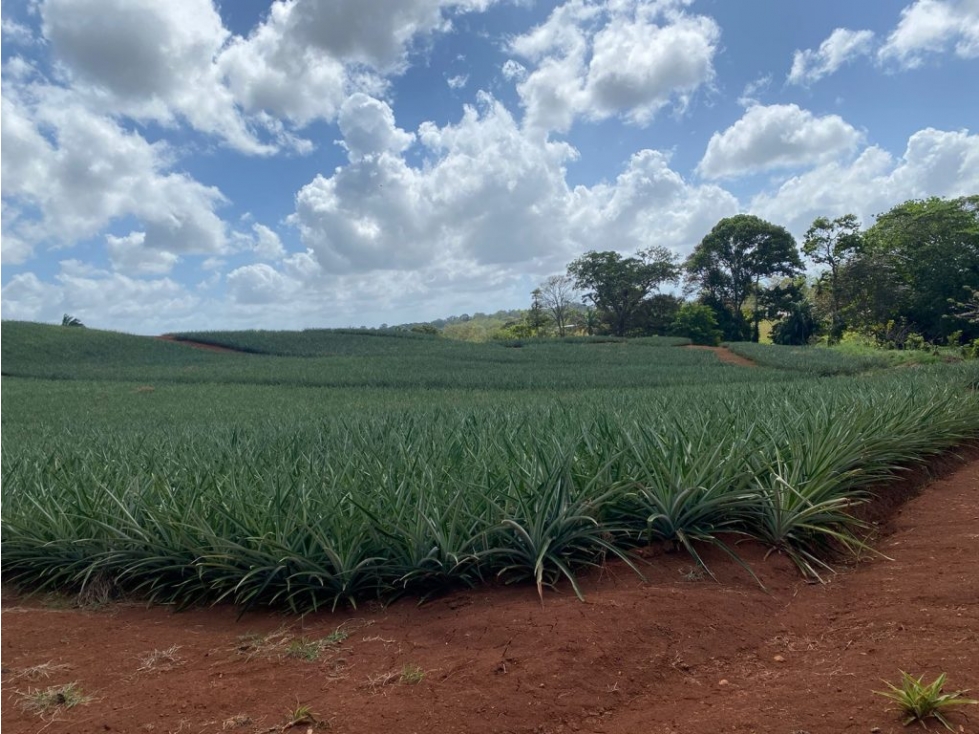 VENTA LOTE EN CHORRERA 438 HECTAREAS LAS ZANGUENGAS MLD - 3